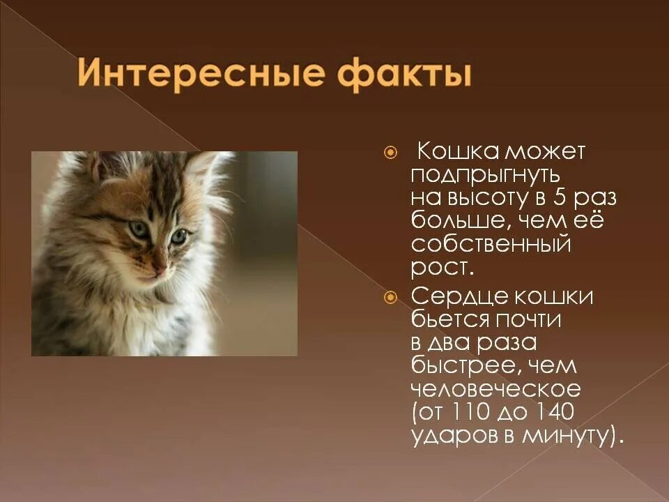 Коте информация. Факты о кошках. интересные факты о котах. интересная информация о кошках. удивительные факты о кошках.