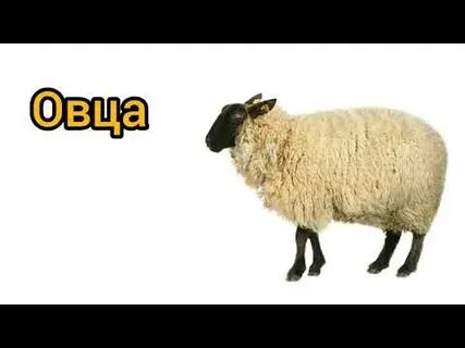 Как читается слово sheep