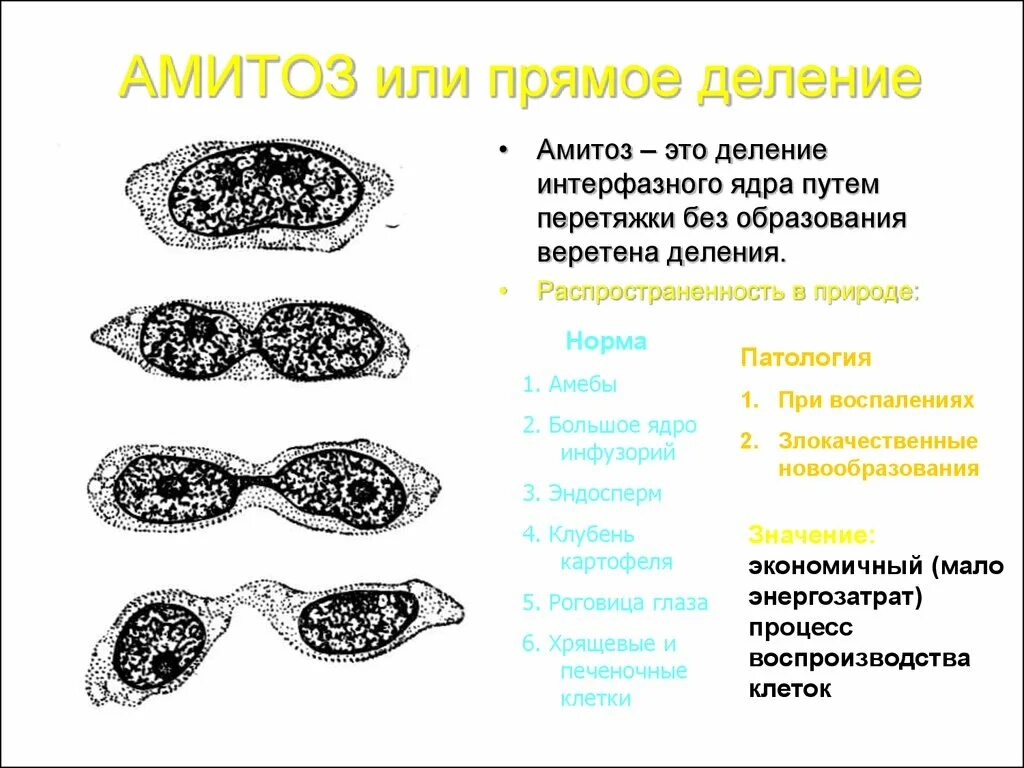 Деление клетки амитоз. Амитоз прямое деление. Прямое деление интерфазного ядра путем перетяжки. Амитоз фазы деления. Прямым бинарным делением клетки