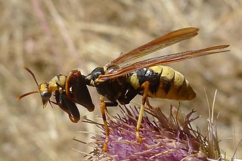 Жизнь разных насекомых. Climaciella brunnea. хищничество насекомых. богомол похожий на осу. насекомые мексики.
