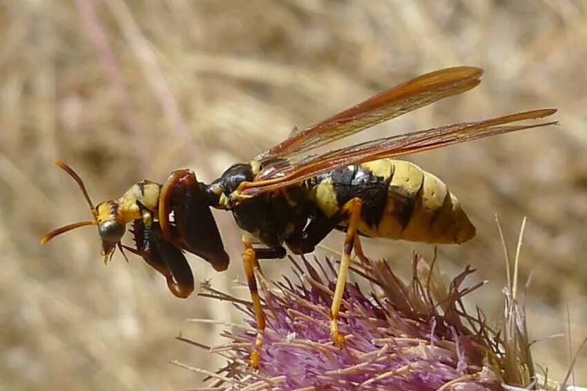 Мухи похожие на ос. Мимикрия Муха. Climaciella brunnea. Мантиспида Climaciella brunnea. Мимикрия у насекомых.