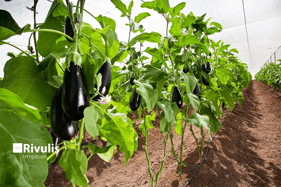 Какую почву любят баклажаны. Баклажаны агроткань. баклажан куст. баклажаны в огороде. баклажаны в теплице.