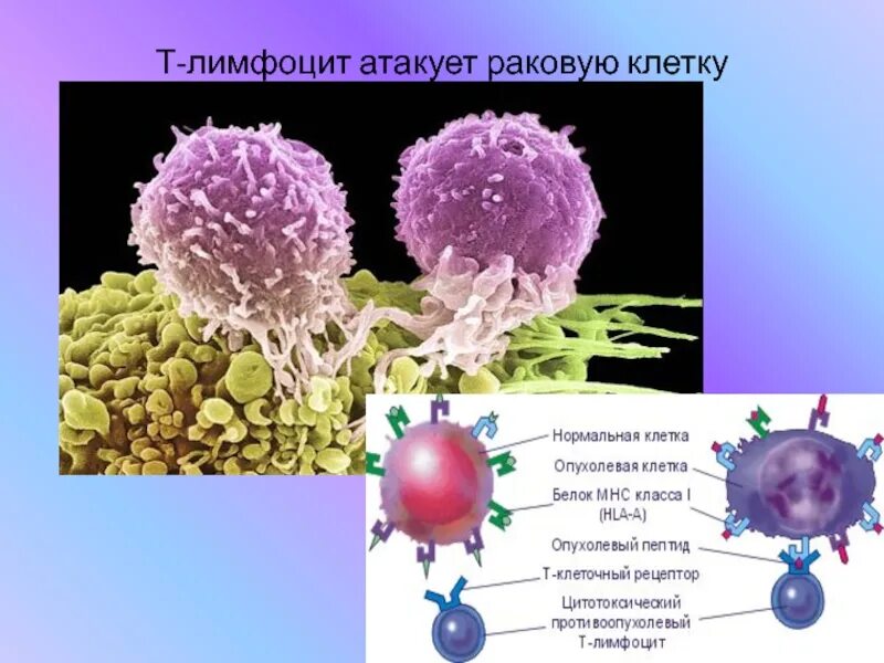 Т- лимфоциты клетка. Т лимфоциты строение клетки. T-лимфоциты атакуют раковую клетку. B лимфоциты строение. Действия лимфоцитов
