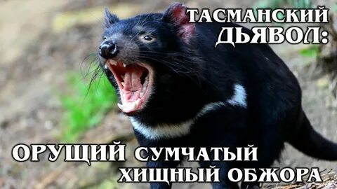 Меня ужалил дьявол