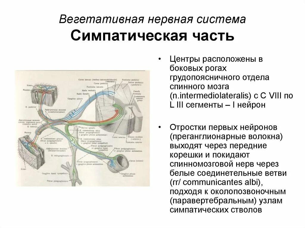 Двигательный вегетативный нейрон. Центры симпатического отдела вегетативной нервной системы находятся. Двигательные Нейроны вегетативной нервной системы локализуются в. Вегетативная система спинного мозга. Центральный отдел вегетативной нервной системы представлен.