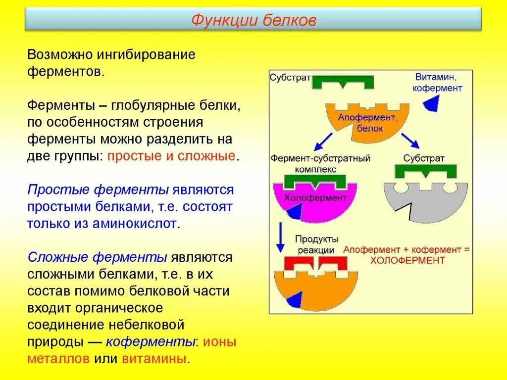 Белки ферменты группы