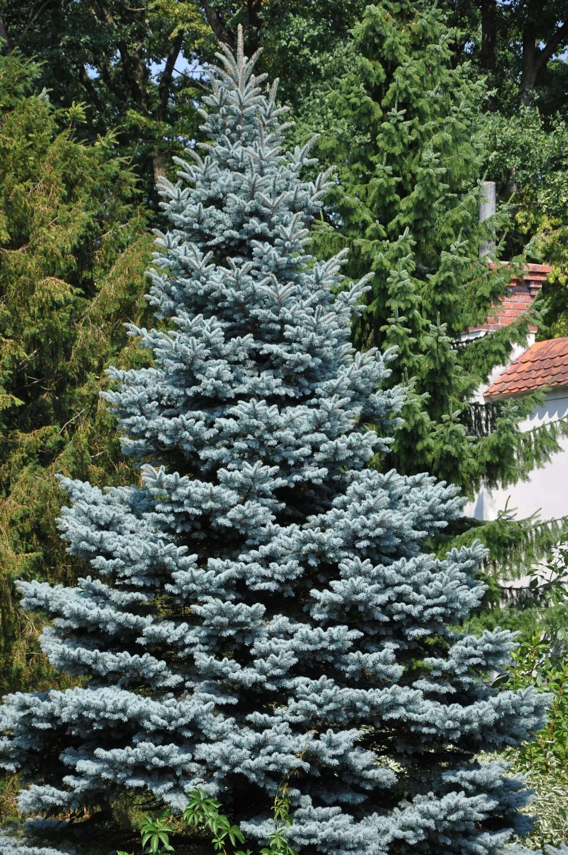 Ель колючая pungens. Ель колючая Picea pungens. Ель колючая Эдит. Глаука Мисти Блю. Ель Глаука Эдит.