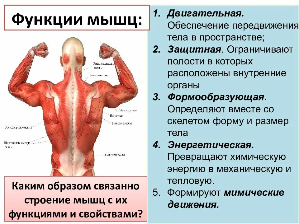 Назовите функции мышц. Органы мышечной системы и функции системы. Функции скелетных мышц. Строение и функции мышц. Основные функции мышц.