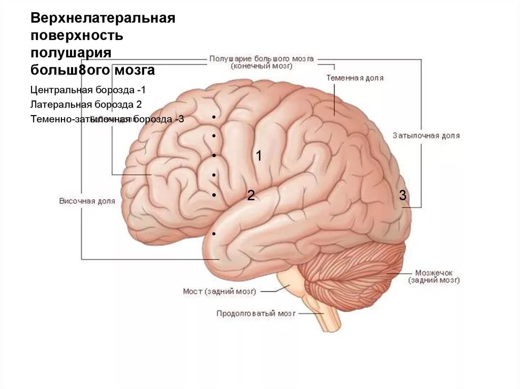 Центральная извилина мозга. Верхнелатеральная поверхность головного мозга. Борозды ВЕРХНЕЛАТЕРАЛЬНОЙ поверхности головного мозга. Верхнелатеральная поверхность полушария головного мозга. Верхнелатеральная поверхность головного мозга анатомия.