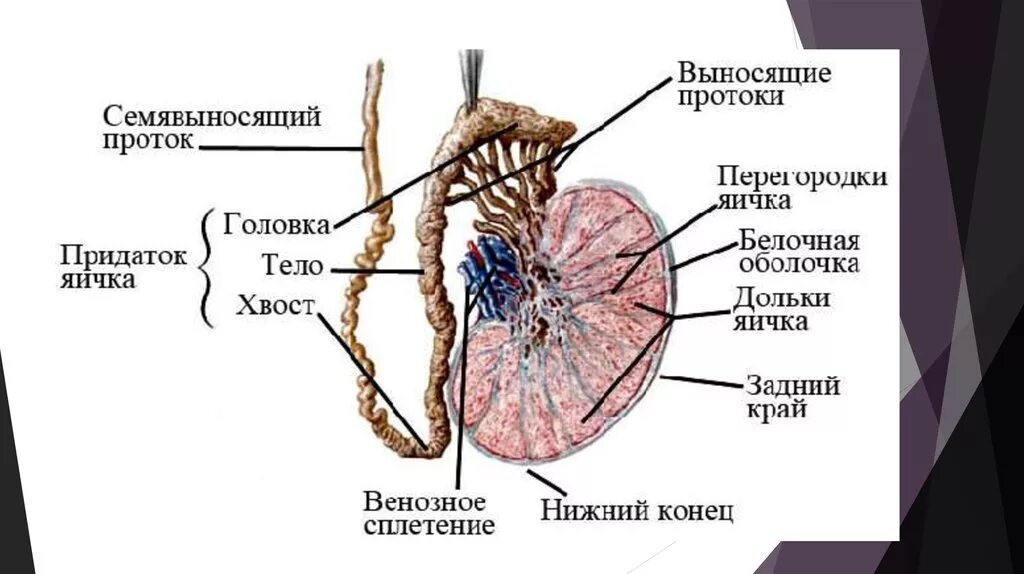 Придатки у мужчин симптомы. Строение яичка семенной канатик. Придаток яичка анатомия строение. Семявыносящий проток анатомия. Семявыносящий проток анатомия схема.