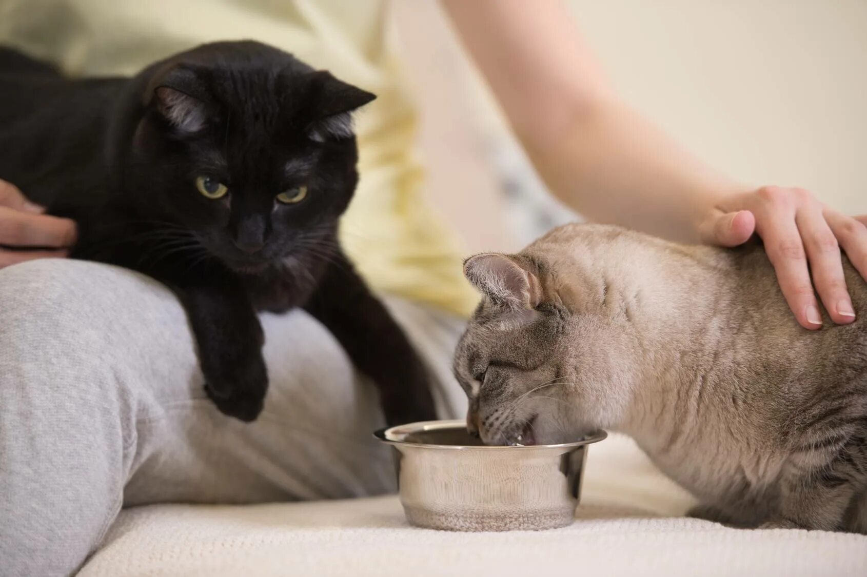 Кошка не кормит котят что делать. Покормить кошку. Кошки лекари. Кормящая кошка. Кошка с хозяйкой.