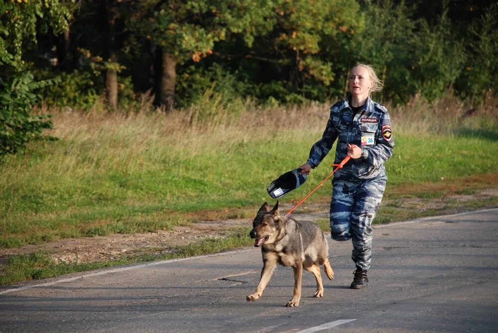 Бродячие собаки. Собаки чувашии. Собаки чувашия. Собаки чувашия. Бездомные собаки чебоксары.
