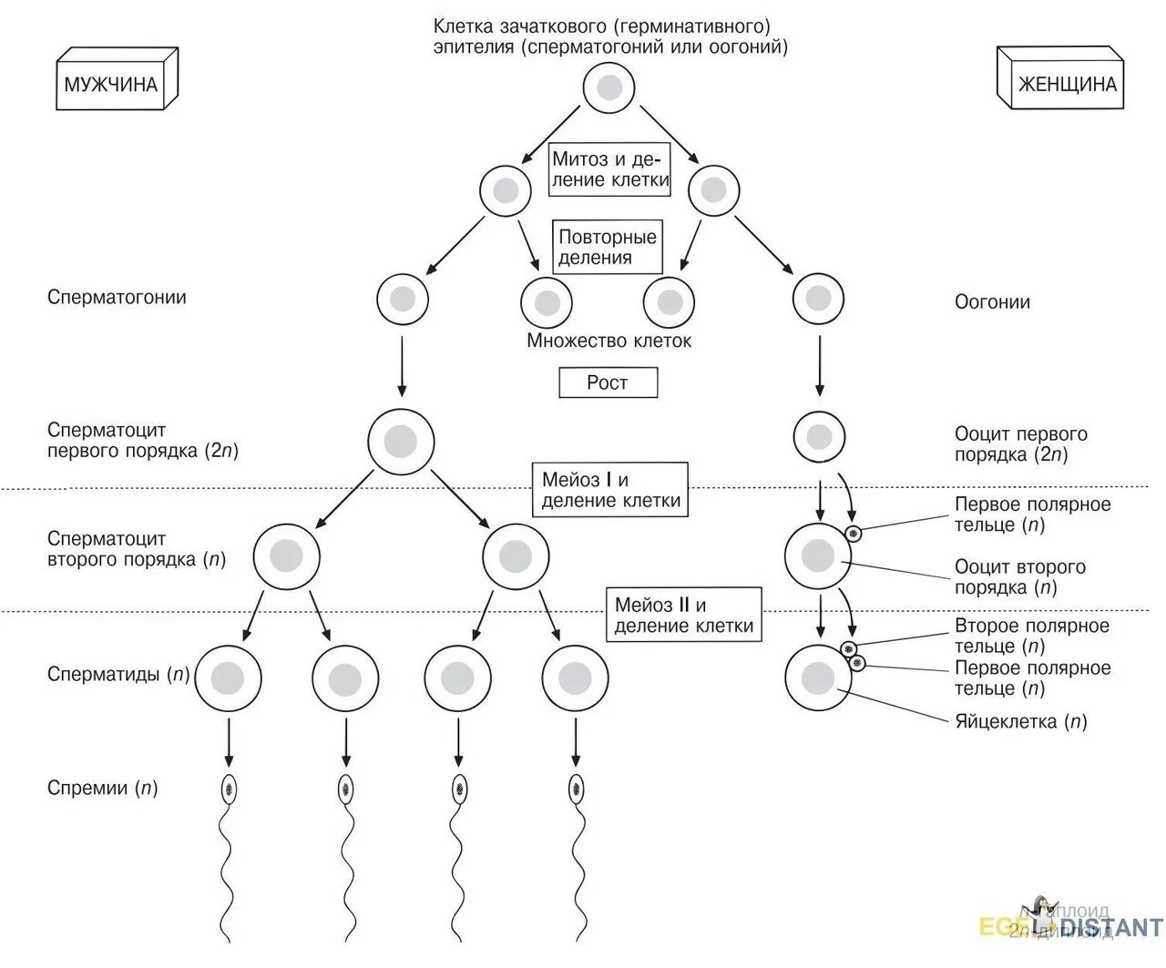 Процесс стадия сперматогенеза. Схема основных этапов сперматогенеза и овогенеза. Гаметогенез схема. Стадии гаметогенеза схема. Фазы овогенеза схема.