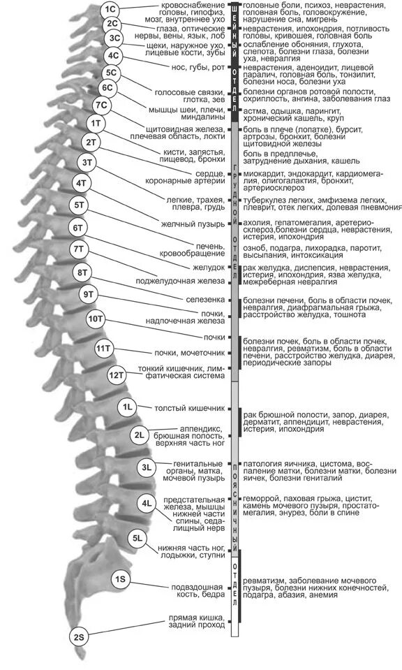 Нумерация позвонков th1. Позвоночный столб нумерация позвонков. Грудной отдел позвоночника (12 позвонков) (vertebrae Thoracales). Нумерация позвонков шейного отдела позвоночника.