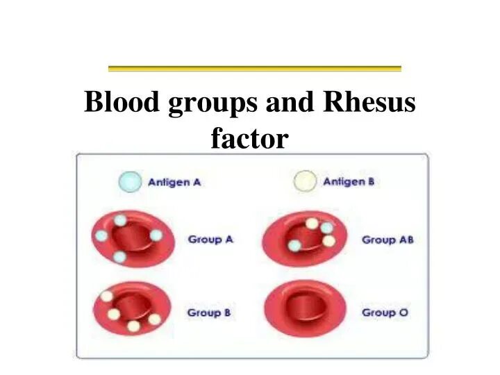 Как по английски кровь. Rhesus Factor. Blood Groups. Rhesus Blood Group System. Резус-фактор крови.