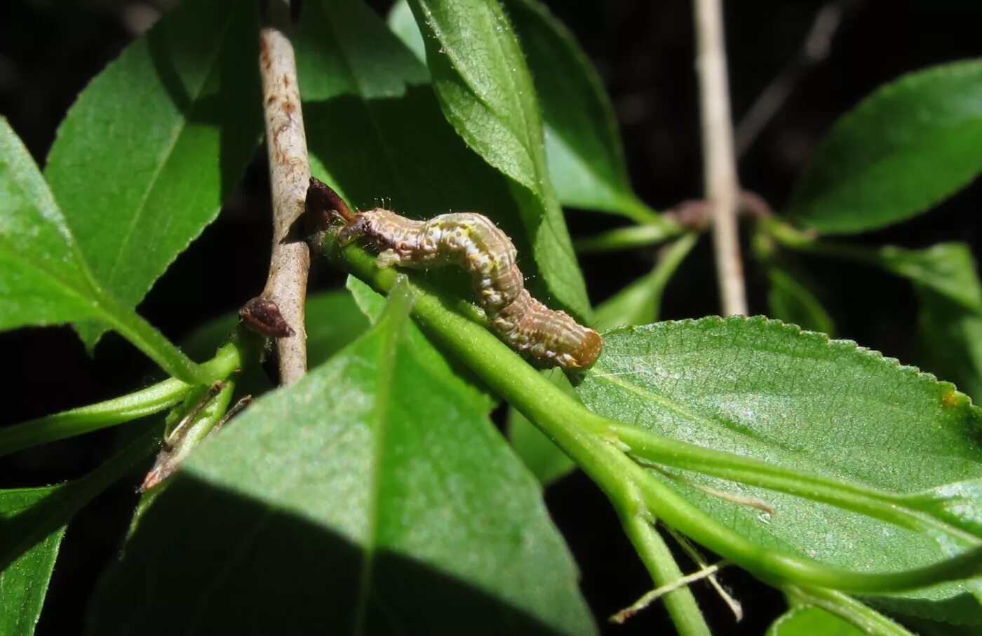 Волчье лыко ядовитое. Моховик зеленый волчье лыко березовая пяденица. Волчье лыко ядовитое растение. Волчье лыко ягода. Ядовитые ягоды волчье лыко.