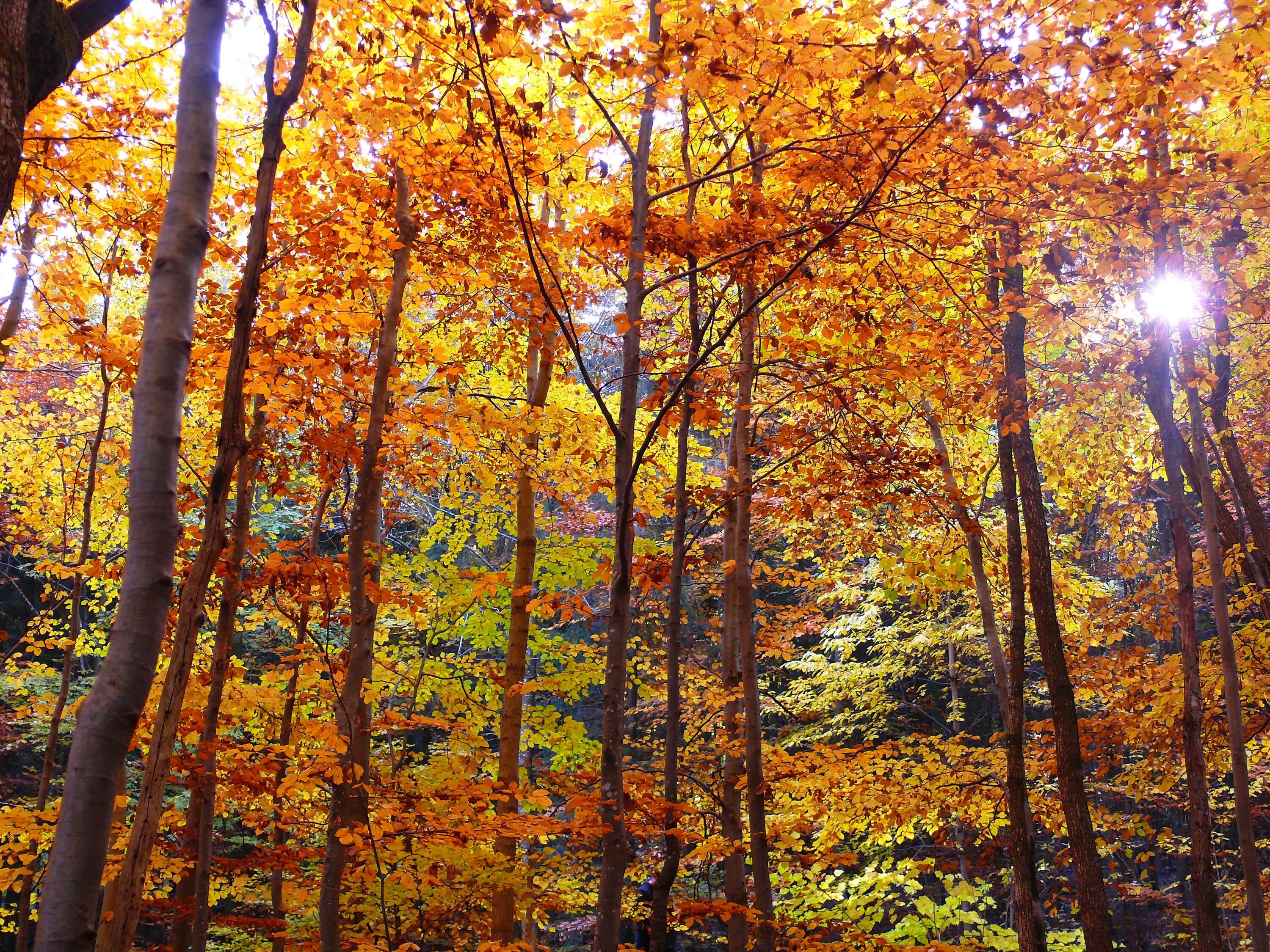 Может ли вас взволновать красота осеннего леса. Осень картинки. Осенние картинки на телефон. Осень картинки горизонтальные. Осень вертикальные картинки.