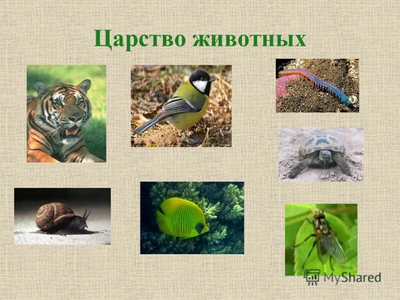 Царство животных. В царстве животных. царства живого. представители царства животных. царство животные биология.