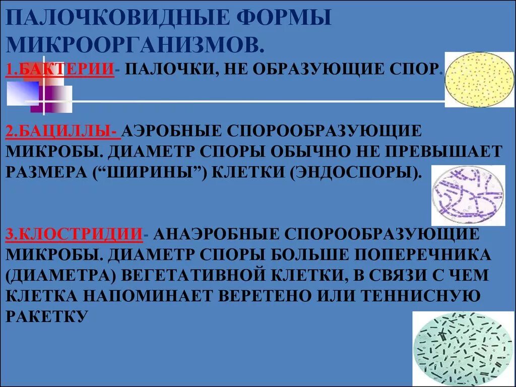 Палочки образующие споры