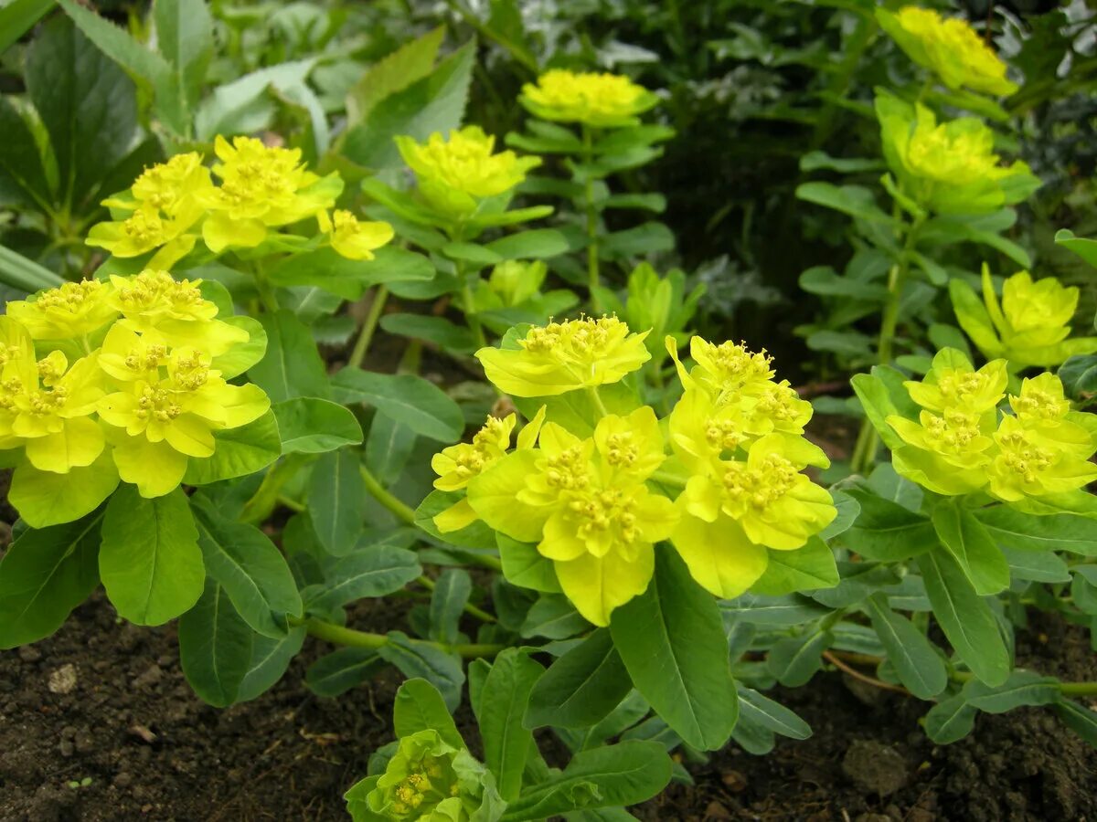 Молочай многоцветковый. Молочай полихрома. Молочай (Euphorbia). Молочай Палласа.