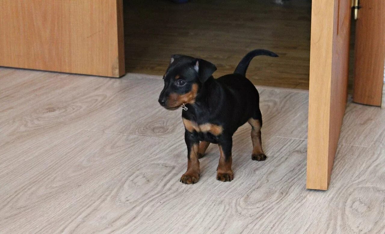 щенок цвергпинчера в 2 месяца. пинчер 1 месяц. цвергпинчер щенок 2 месяца. цвергпинчер щенок 1 месяц. щенок цвергпинчера 1 месяц.