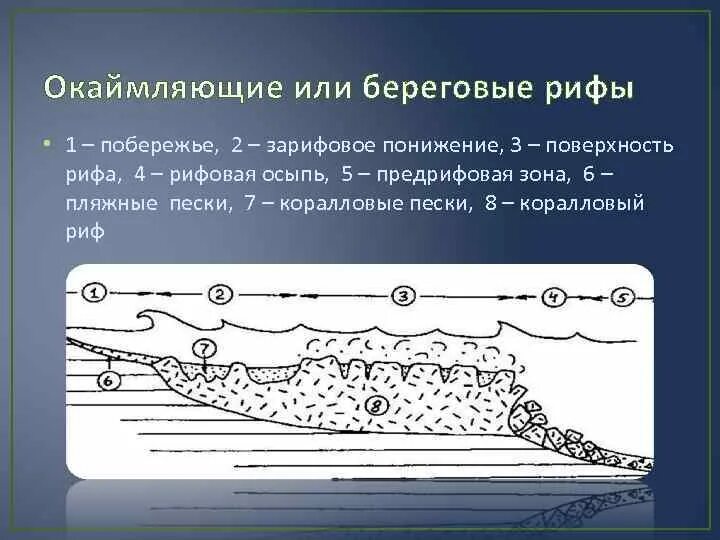 Осадконакопление в океанах. Осадкообразование и типы осадков. Окаймляющие рифы. Окаймляющие (береговые) рифы.