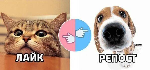 поставьте лайк. сейчас лайк поставлю собака. поставь лайк собак. волк мем. лайк поставлю собака.