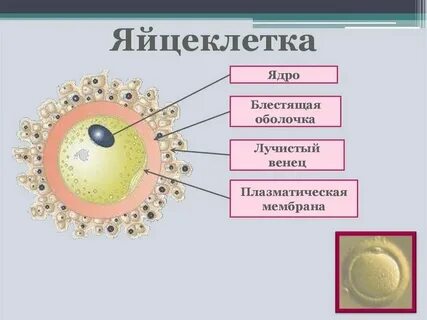Витамин для яйцеклетки