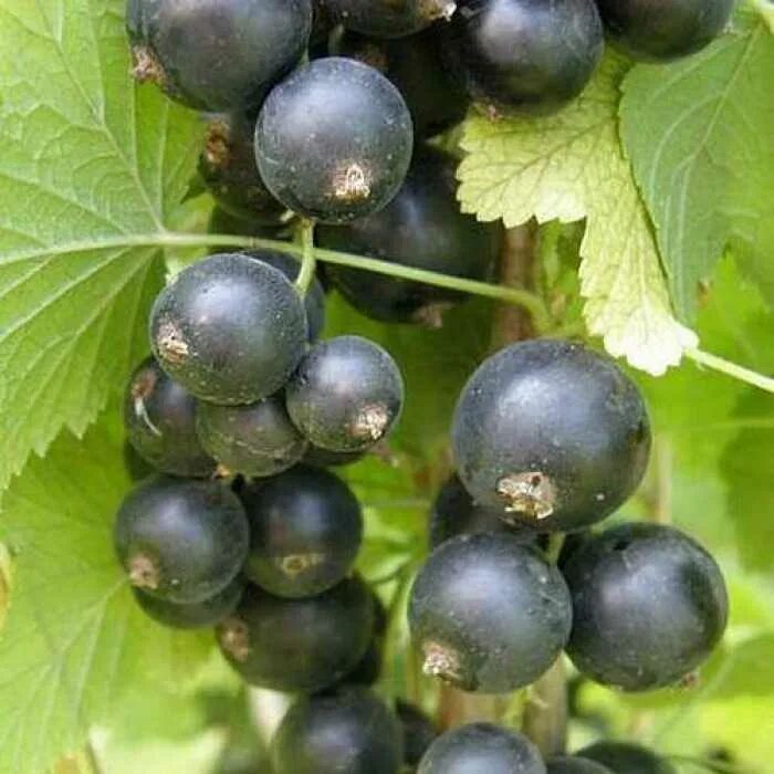 Лучшие сорта смородины