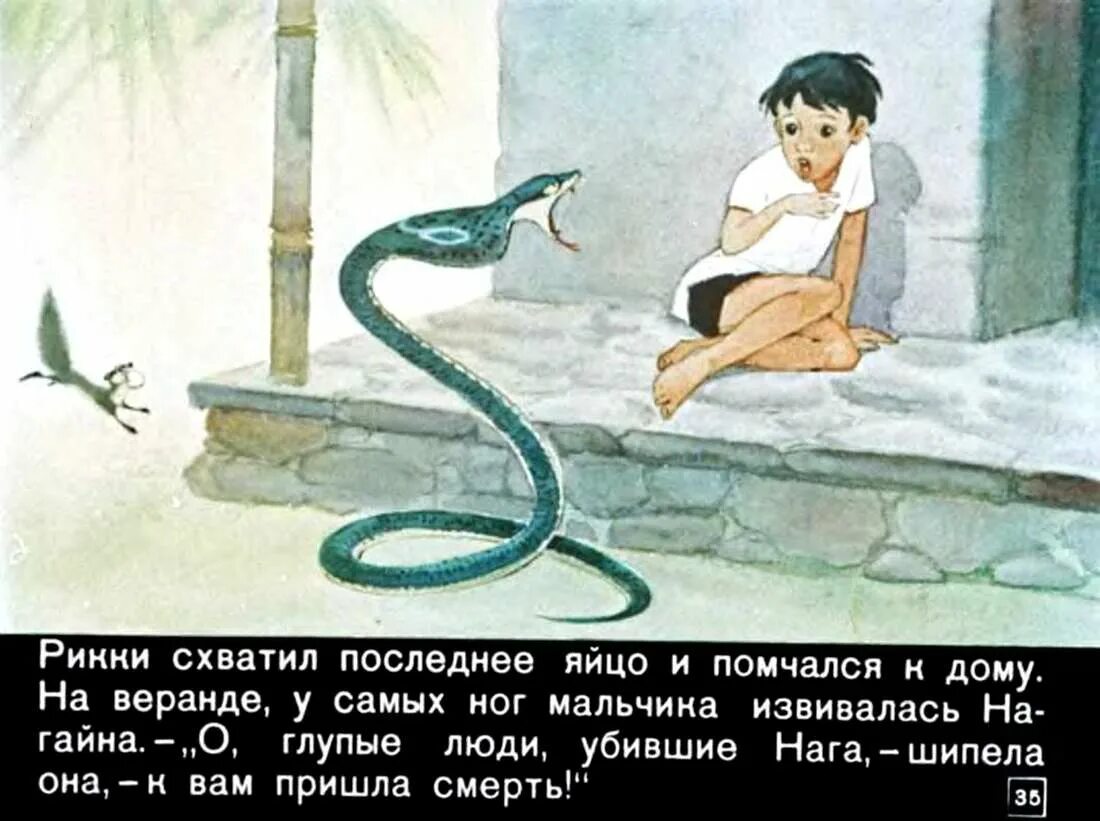 Соседка рики тики тави. Рикки-тикки-тави. мангуст рикки тикки тави. рики тики тави. рикки тикки тави рисунок.