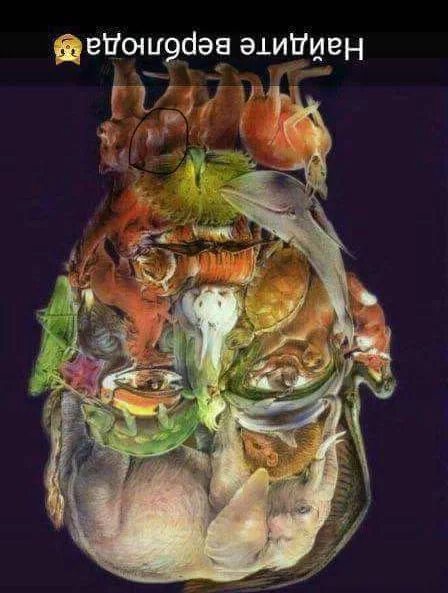 Где верблюд ответ. Найти верблюдамна картинке. Найди ыкрюлбда на картинкк. Где верблюд ответ. Найти верблюда на картинке.