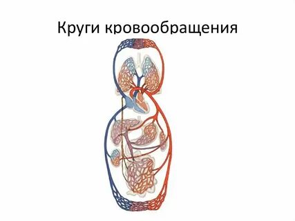 Отличия большого и малого круга кровообращения