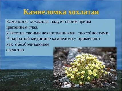 Камнеломка описание