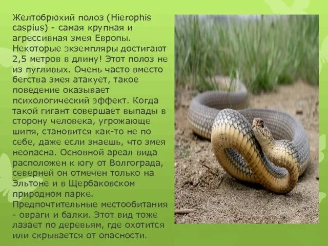 Желтопуз змея фото и описание Змеи на участке как распознать ядовитую и защитить себя от укуса Snake, Lizar