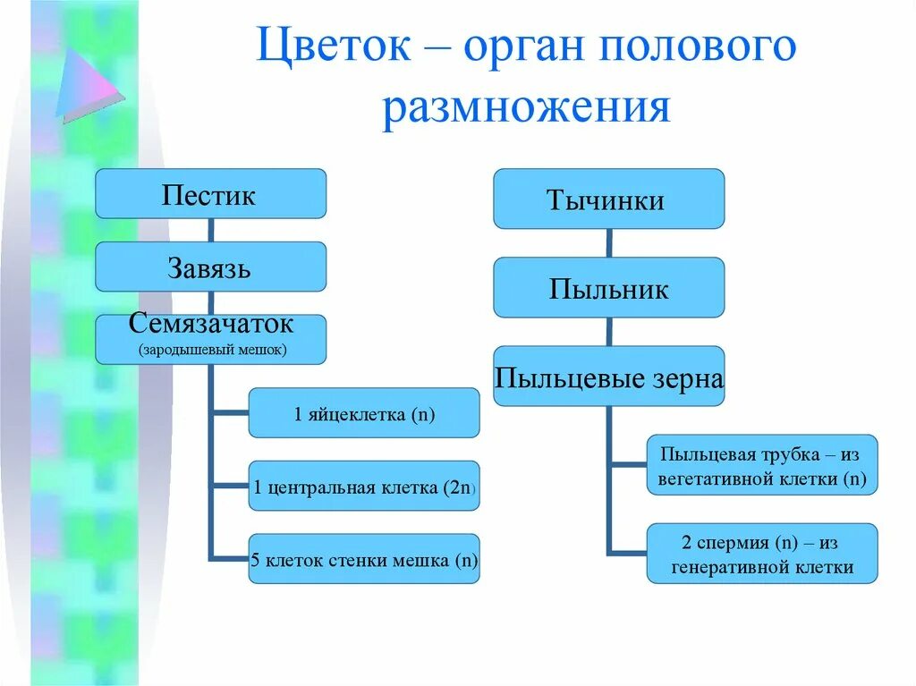 Какой орган обеспечивает половое размножение