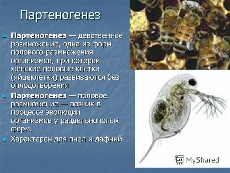 Размножается партеногенетически. Партеногенез. Партеногенетическое размножение. Половое размножение партеногенез. Партеногенез форма размножения.