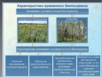 Почему дубраву считают биогеоценозом между всеми
