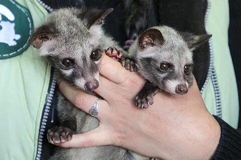 Brother musang