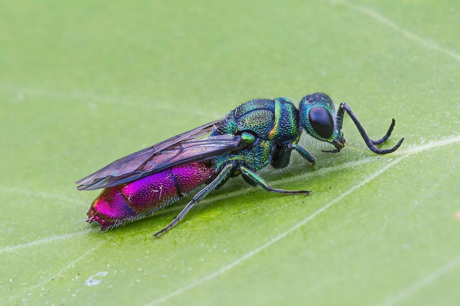 карточки для детей. азиатский шершень. насекомых с самого начала. насекомых с самого начала. Wasp оса.