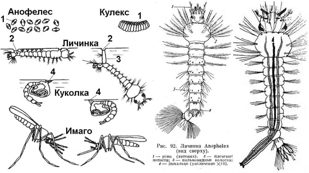 Какое развитие у малярийного комара. Личинка анофелес и кулекс. Яйца комаров рода Culex и Anopheles. Личинка Anopheles строение. Личинки комаров анофелес и кулекс.