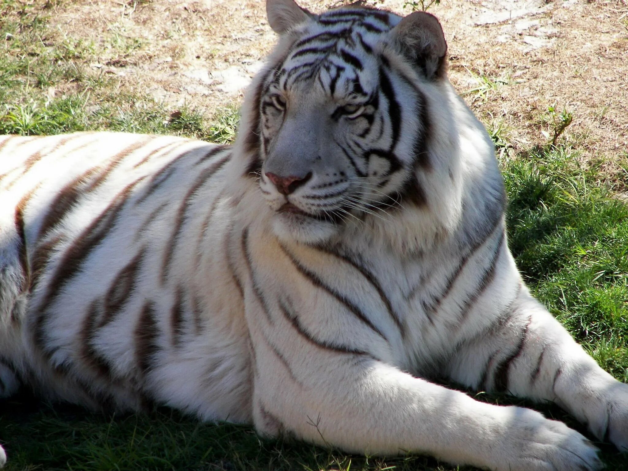 Tigr. Уссурийский тигр альбинос. Белый Сибирский тигр. Белый тигр порода. Тигр и белый тигр.