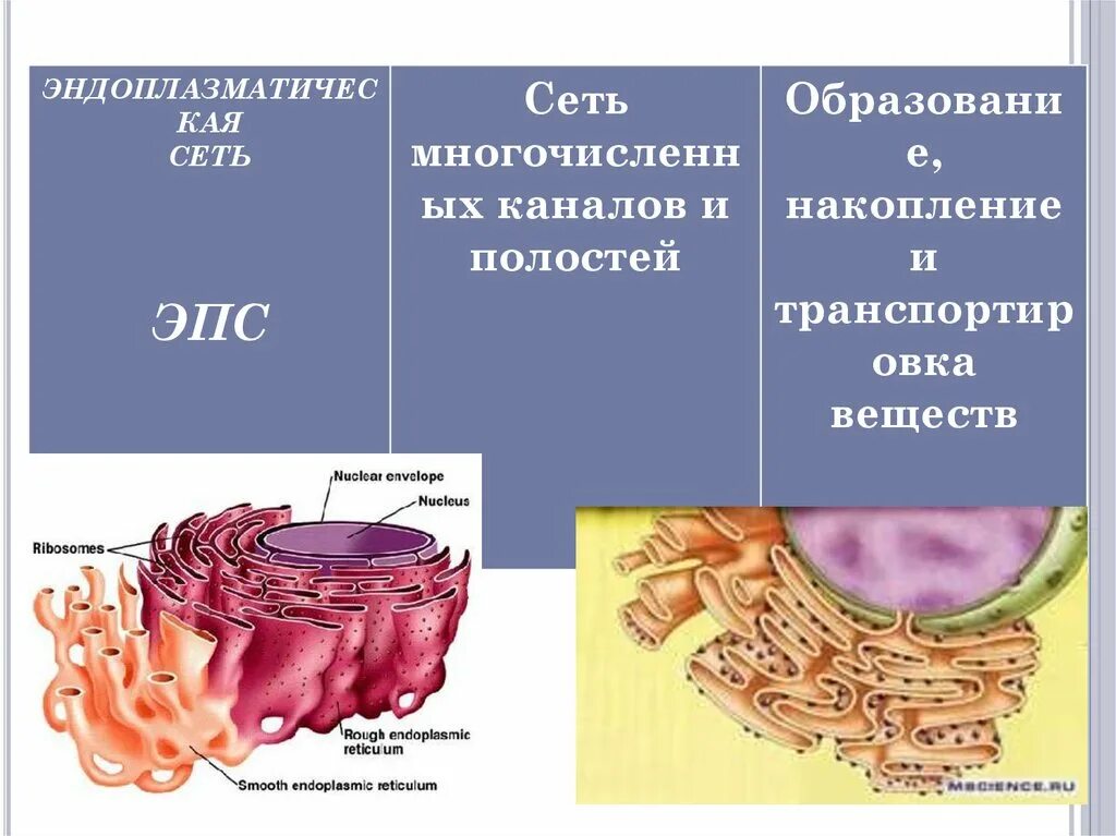 ЭПС строение таблица. Эндоплазматическая сеть (ЭПС). Эндоплазматическая сеть строение и функции 9 класс. Эндоплазматическая сеть строение и функции 10 класс. Канал эндоплазматической сети