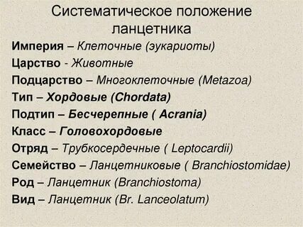 Систематическое положение хвойных растений