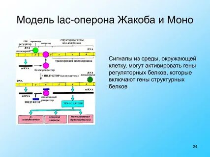 Оперон гена