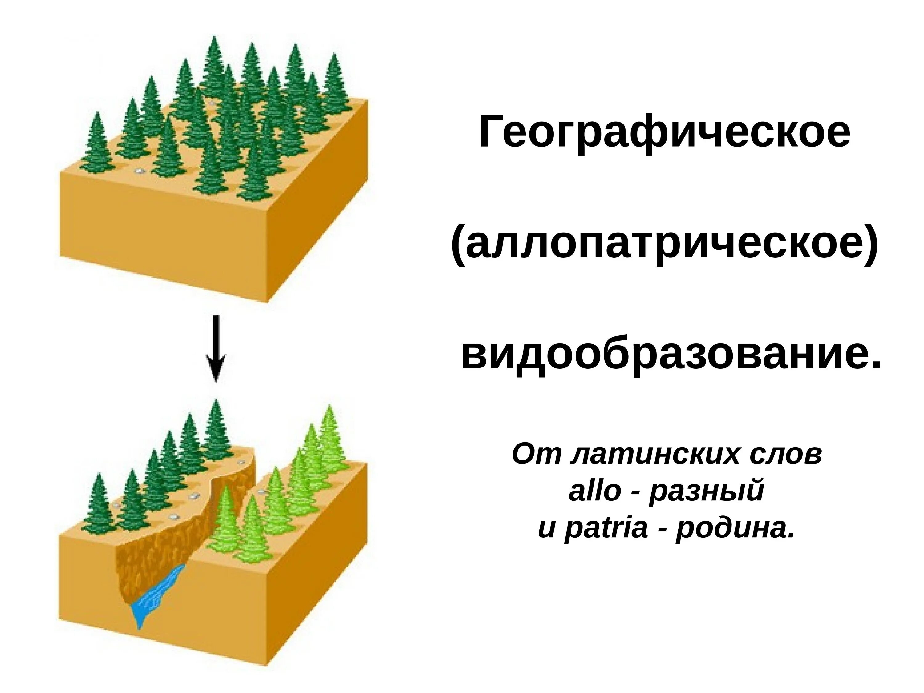 Аллопатрическое (географическое) видообразование. Географическое видообра. Аллопатрическое видообразование. Географическая последовательность. Установите последовательность образования новых видов в природе