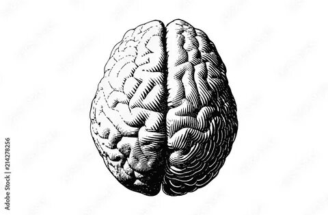 Brain but