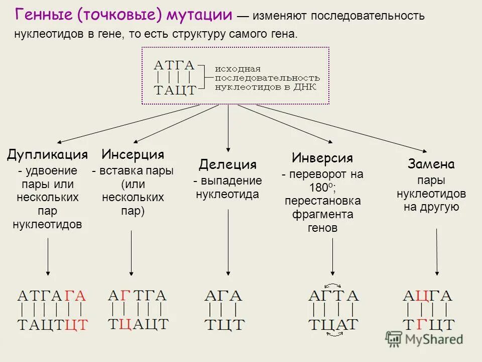 изменения нуклеотидной последовательности днк (точечные мутации). результаты генных мутаций. виды генных мутаций замена. последствия генетических мутаций. классификация генных мутаций.