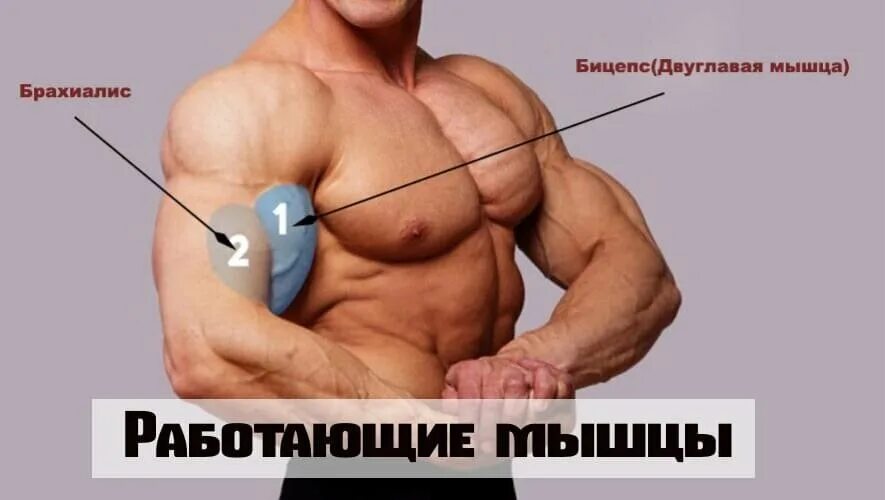 Бицепс строение мышцы. Упражнения на бицепс. Бицепс брахиалис. Внутренний и внешний бицепс. Внешний бицепс.