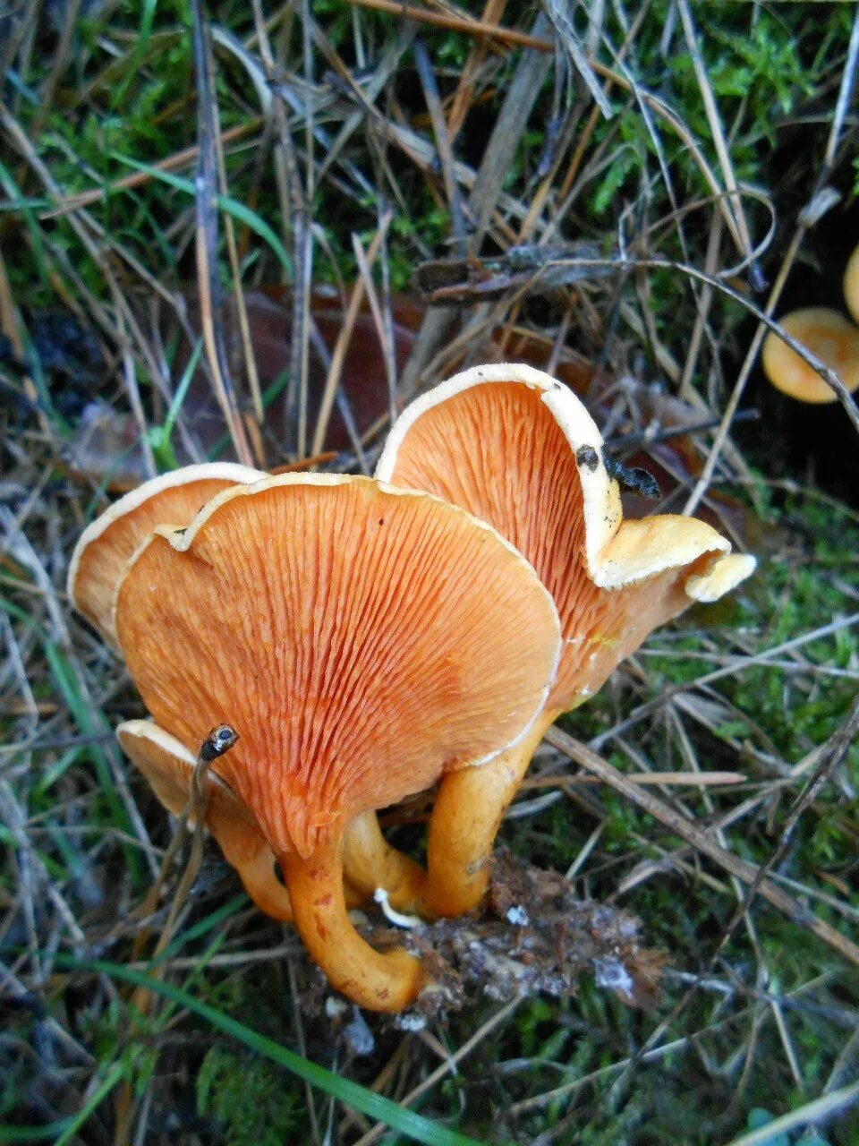 Лисичка ложная Hygrophoropsis aurantiaca. Говорушка оранжевая ложная Лисичка. Лисичка Крымская гриб. Говорушка оранжевая гриб съедобный. Лисичка пластинчатый