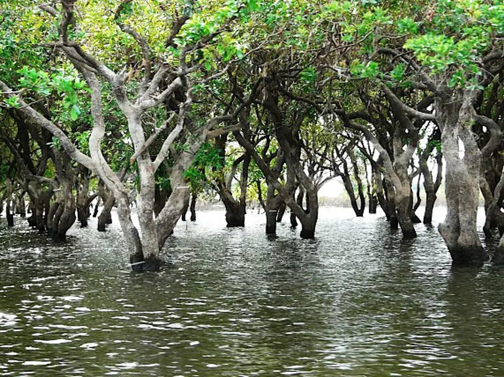 Болотные кипарисы в сукко. Ива луизиана. Озеро сукко болотные кипарисы. Болотные кипарисы в сукко. Кипарисовая роща краснодарский край.